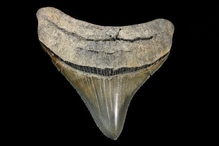 Serrated, Megalodon Tooth - A Real Beauty #74182
